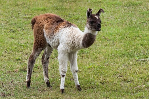 Lama (Lama glama),young animal in Machu Picchu,Cuzco,Peru,South America