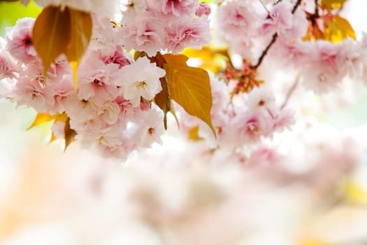 The Cherry blossom, pink flowers in blooming with nice background