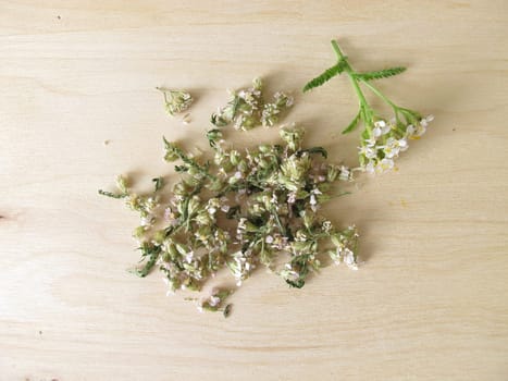 Dried yarrow,Achillea millefolium