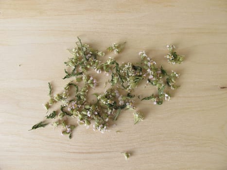 Dried yarrow,Achillea millefolium