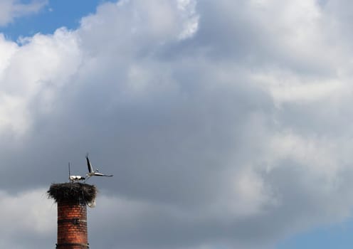 Stork leaving the nest on the factory chimney