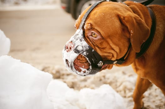 winter walk in the snow with a dog breed Dogue de Bordeaux.