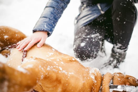 winter walk in the snow with a dog breed Dogue de Bordeaux. dog muzzled sports and playing in the snow