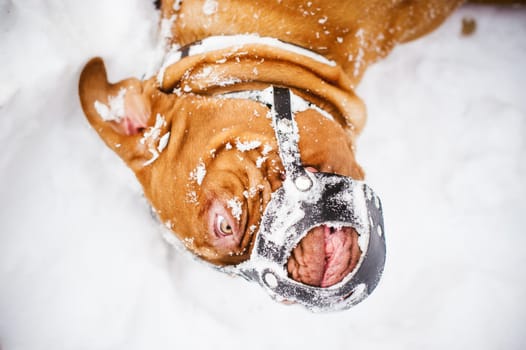 winter walk in the snow with a dog breed Dogue de Bordeaux. dog muzzled sports and playing in the snow