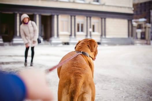winter walk in the snow with a dog breed Dogue de Bordeaux. girl walking a big red dog on a leash