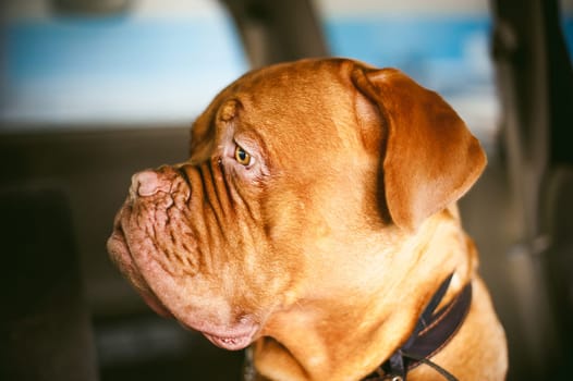 Dogue de Bordeaux is sitting in the car. Portrait of a big red dog waiting in a car traveling