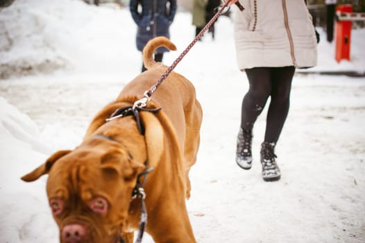 winter walk in the snow with a dog breed Dogue de Bordeaux. girl walking a big red dog on a leash