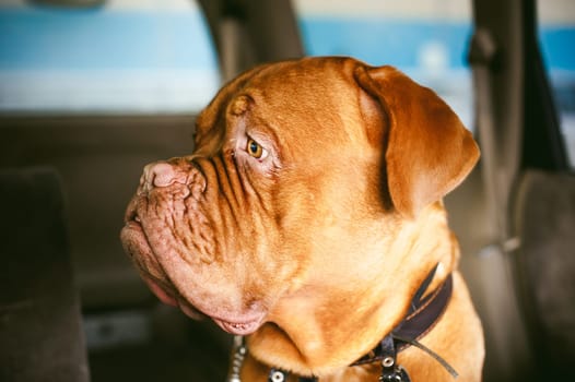 Dogue de Bordeaux is sitting in the car. Portrait of a big red dog waiting in a car traveling