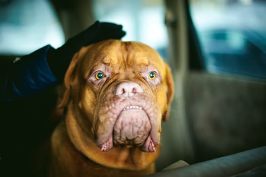 Dogue de Bordeaux is sitting in the car. Portrait of a big red dog waiting in a car traveling