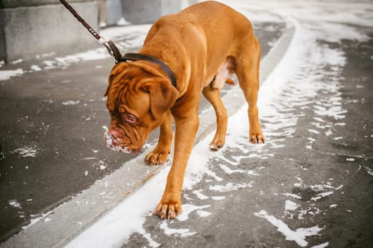 winter walk in the snow with a dog breed Dogue de Bordeaux. girl walking a big red dog on a leash