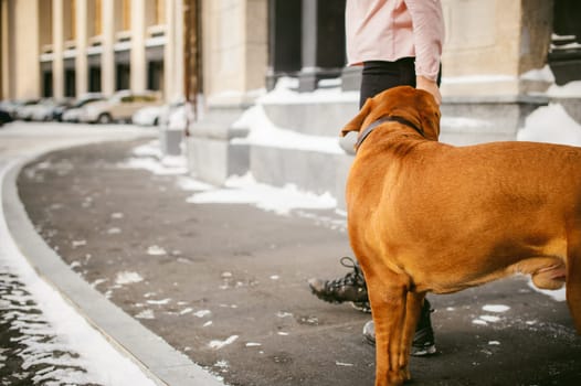 winter walk in the snow with a dog breed Dogue de Bordeaux. girl walking a big red dog on a leash