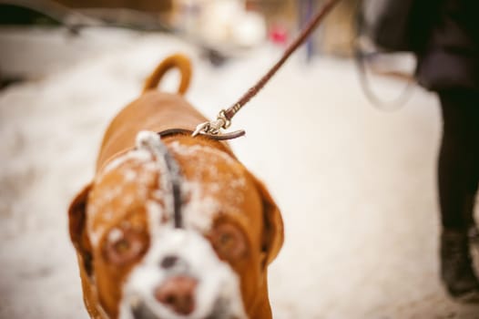 winter walk in the snow with a dog breed Dogue de Bordeaux. girl walking a big red dog on a leash