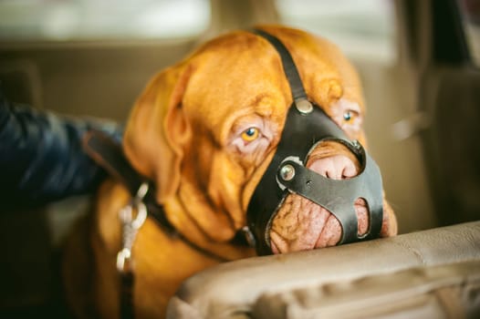 Dogue de Bordeaux is sitting in the car. Portrait of a big red dog in a black leather muzzle, waiting for travel in the car