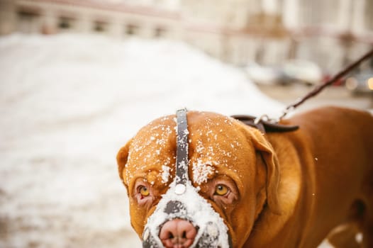 winter walk in the snow with a dog breed Dogue de Bordeaux. girl walking a big red dog on a leash