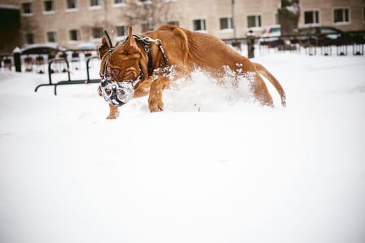 winter walk in the snow with a dog breed Dogue de Bordeaux. dog muzzled sports and playing in the snow