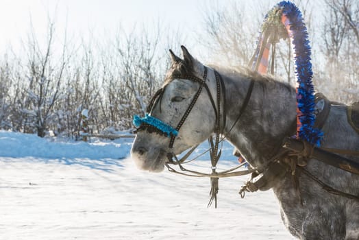Portrait of a gray horse in the winter at sunset.