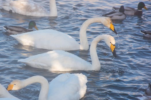 Beautiful white whooping swans swimming in the nonfreezing winter lake. The place of wintering of swans, Altay, Siberia, Russia.