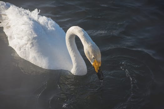 Beautiful white whooping swans swimming in the nonfreezing winter lake. The place of wintering of swans, Altay, Siberia, Russia.