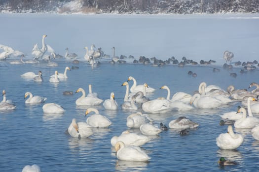 Beautiful white whooping swans swimming in the nonfreezing winter lake. The place of wintering of swans, Altay, Siberia, Russia.