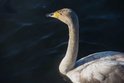 Beautiful white whooping swans swimming in the nonfreezing winter lake. The place of wintering of swans, Altay, Siberia, Russia.