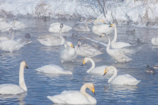 Beautiful white whooping swans swimming in the nonfreezing winter lake. The place of wintering of swans, Altay, Siberia, Russia.