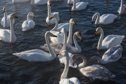 Beautiful white whooping swans swimming in the nonfreezing winter lake. The place of wintering of swans, Altay, Siberia, Russia.