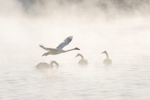 Beautiful white whooping swans swimming in the nonfreezing winter lake. The place of wintering of swans, Altay, Siberia, Russia.