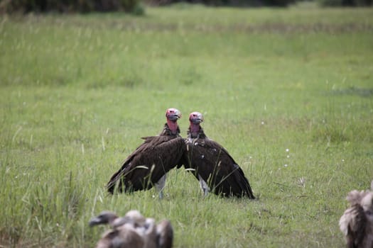 Wild Griffon Vulture Africa savannah Kenya dangerous bird