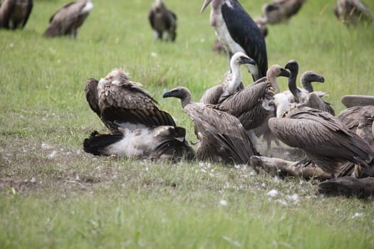 Wild Griffon Vulture Africa savannah Kenya dangerous bird