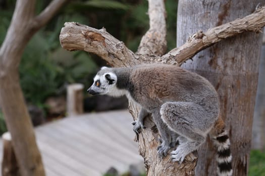 Lemur small funny animal mammal Africa Madagascar