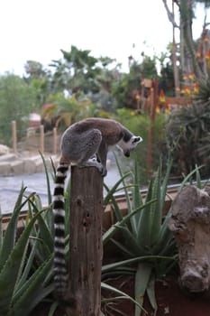 Lemur small funny animal mammal Africa Madagascar