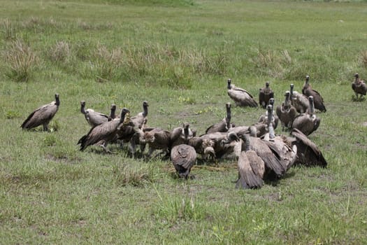 Wild Griffon Vulture Africa savannah Kenya dangerous bird