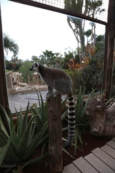 Lemur small funny animal mammal Africa Madagascar