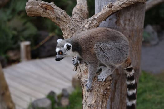 Lemur small funny animal mammal Africa Madagascar