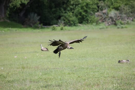 Wild Griffon Vulture Africa savannah Kenya dangerous bird