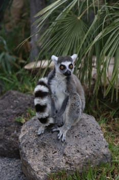 Lemur small funny animal mammal Africa Madagascar