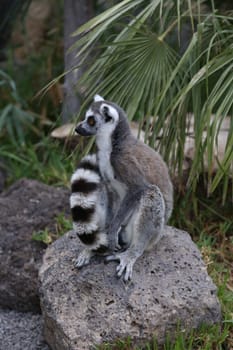 Lemur small funny animal mammal Africa Madagascar