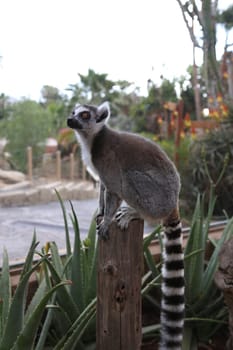 Lemur small funny animal mammal Africa Madagascar