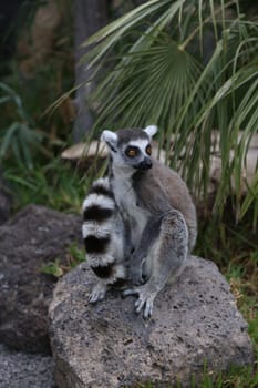 Lemur small funny animal mammal Africa Madagascar