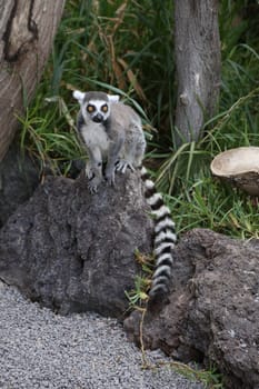 Lemur small funny animal mammal Africa Madagascar
