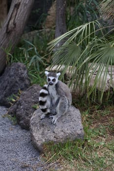 Lemur small funny animal mammal Africa Madagascar