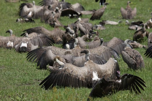 Wild Griffon Vulture Africa savannah Kenya dangerous bird