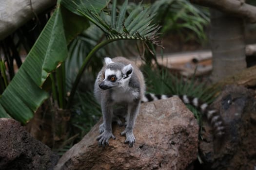 Lemur small funny animal mammal Africa Madagascar