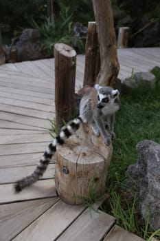 Lemur small funny animal mammal Africa Madagascar