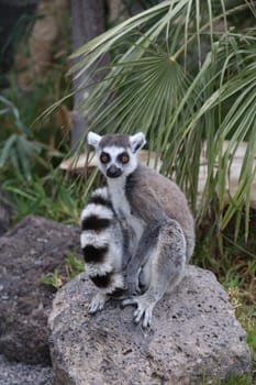 Lemur small funny animal mammal Africa Madagascar