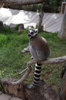 Lemur small funny animal mammal Africa Madagascar