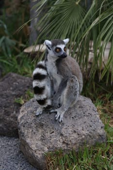 Lemur small funny animal mammal Africa Madagascar
