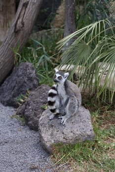 Lemur small funny animal mammal Africa Madagascar