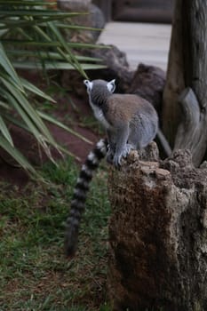 Lemur small funny animal mammal Africa Madagascar