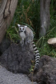Lemur small funny animal mammal Africa Madagascar